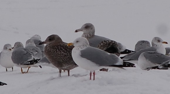 Iceland Gull (Thayer's) - ML74189161