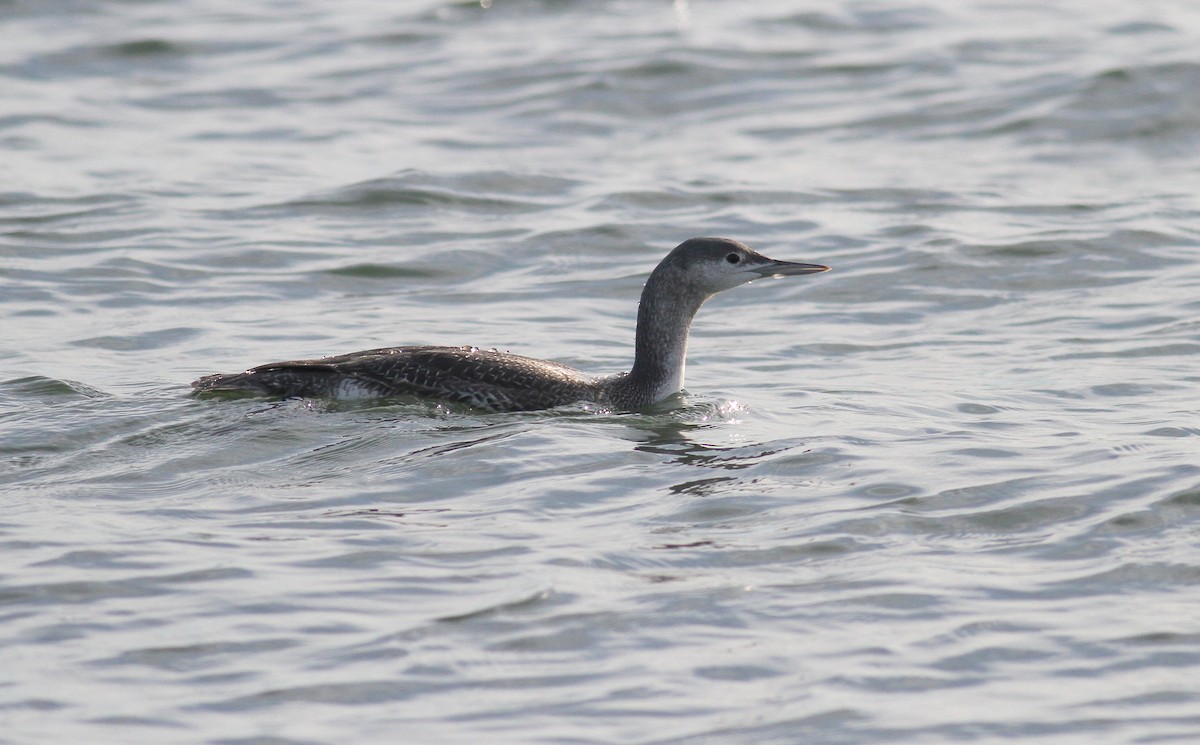 Red-throated Loon - ML74189221