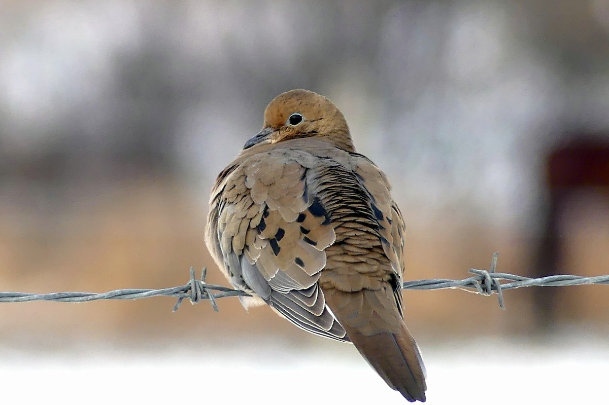 Mourning Dove - Brad Vissia