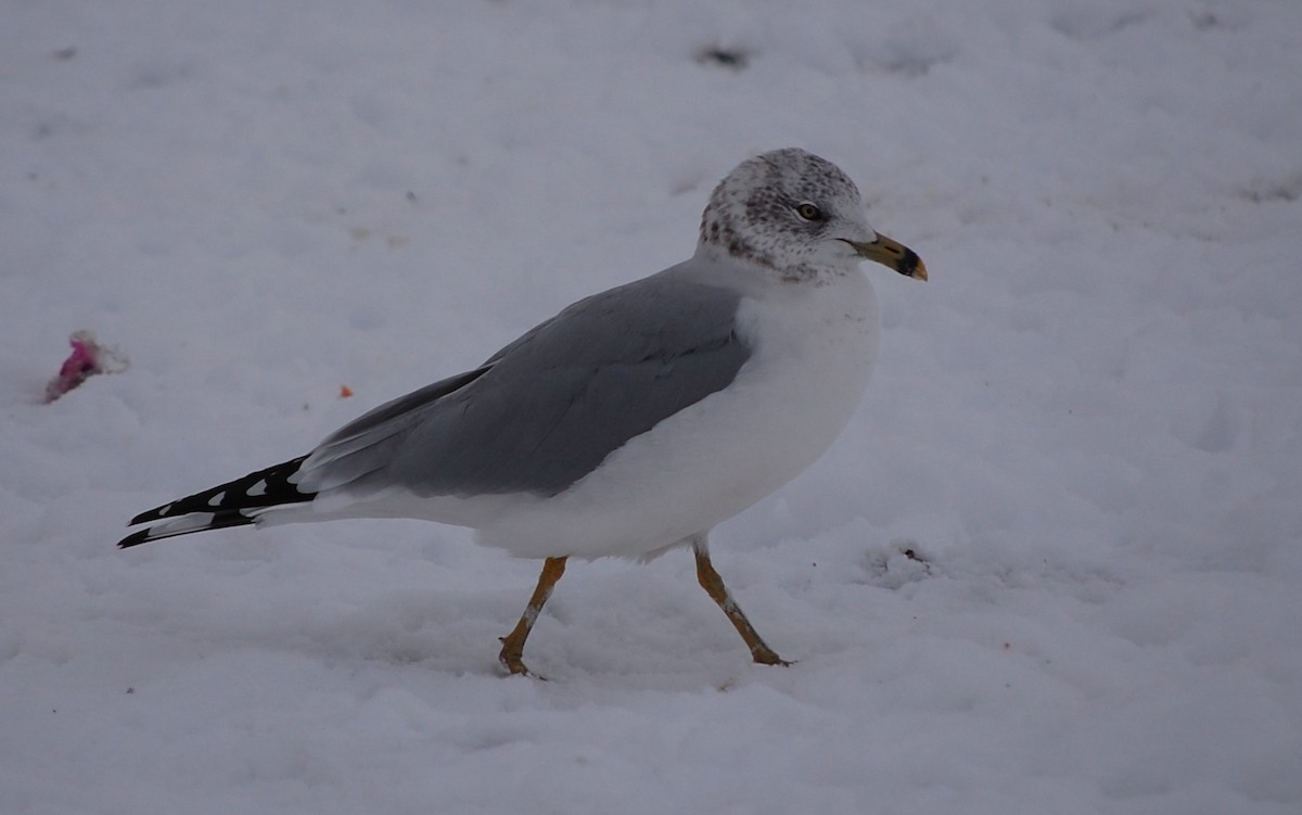 Ring-billed Gull - ML74189501