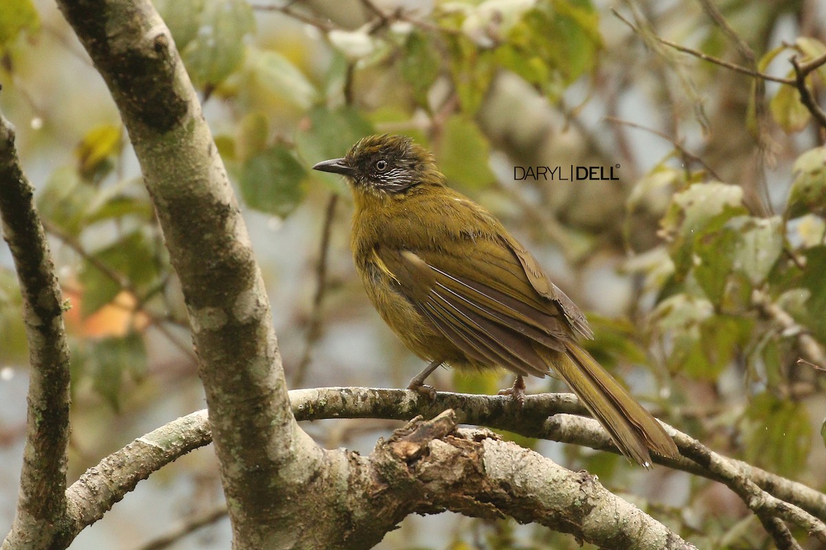 Olive-headed Greenbul - Daryl Dell