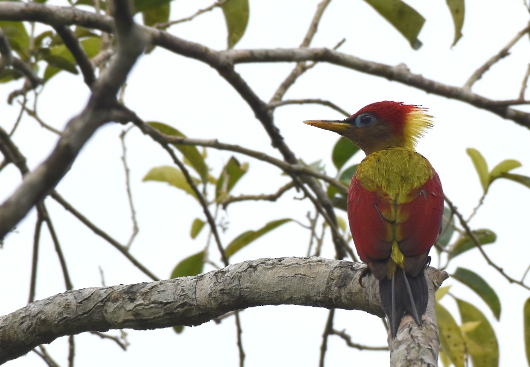 Crimson-winged Woodpecker - ML74191841