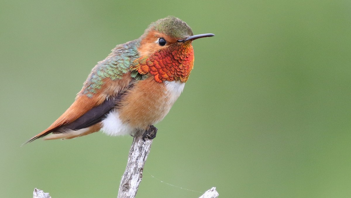 Allen's Hummingbird - Dean LaTray