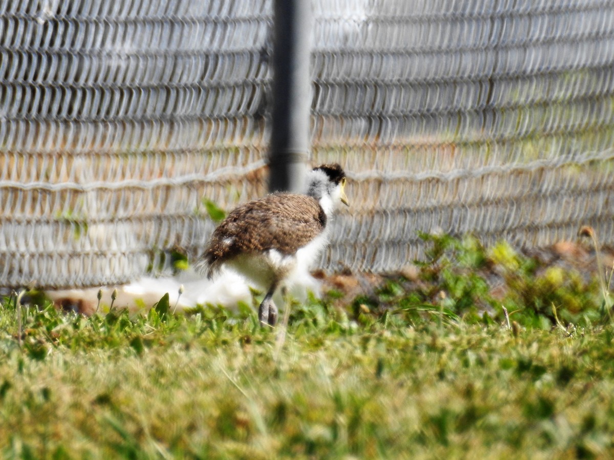 Masked Lapwing - Ken Crawley