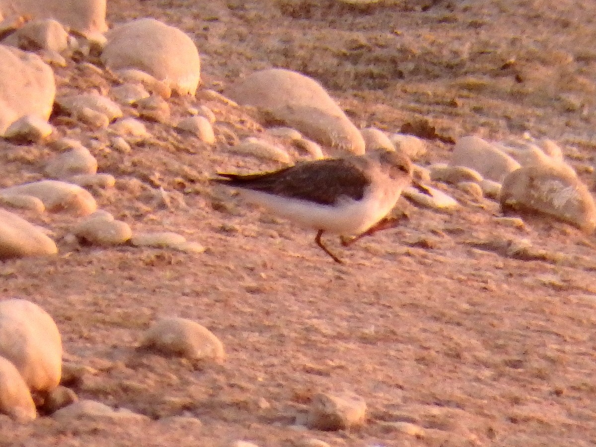 Temminck's Stint - ML74192491