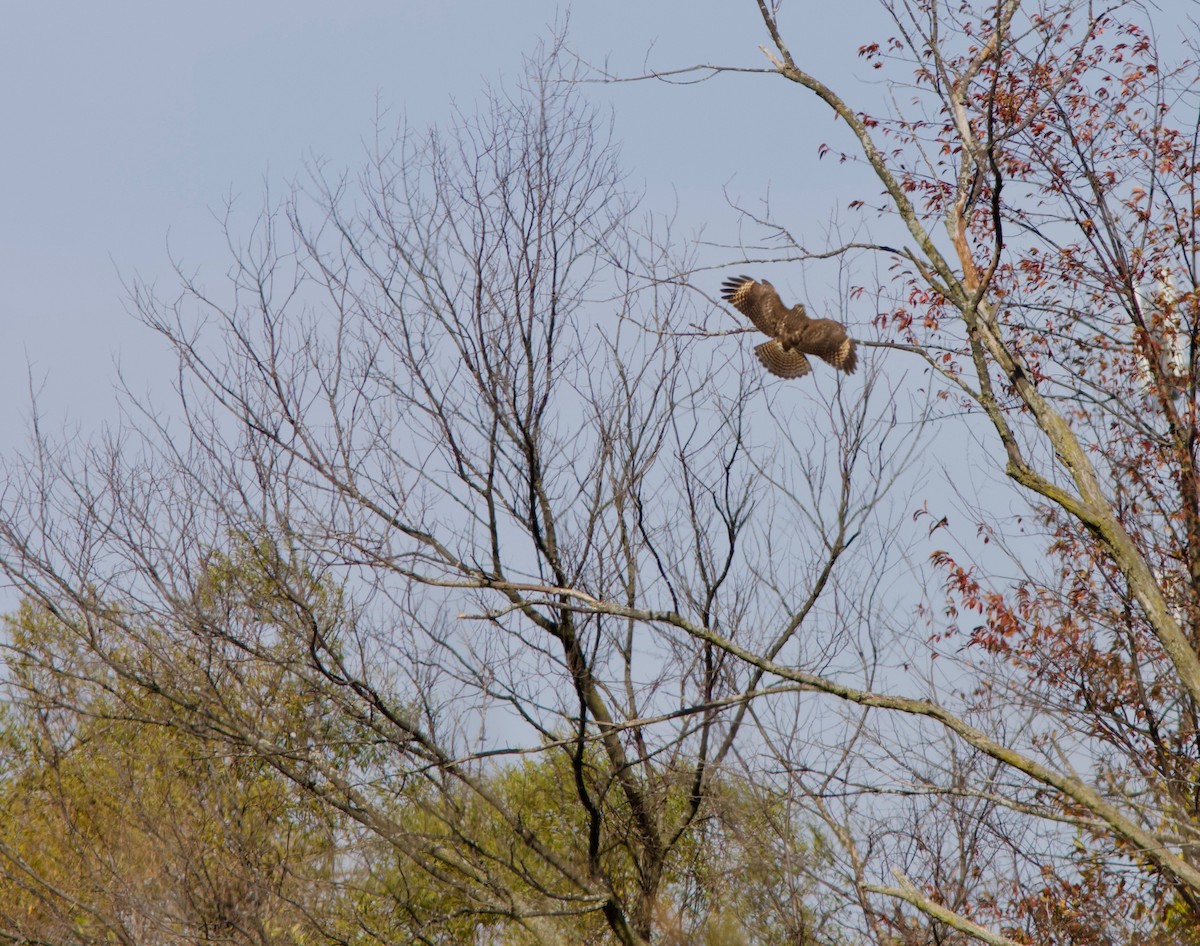 Red-shouldered Hawk - ML74193131