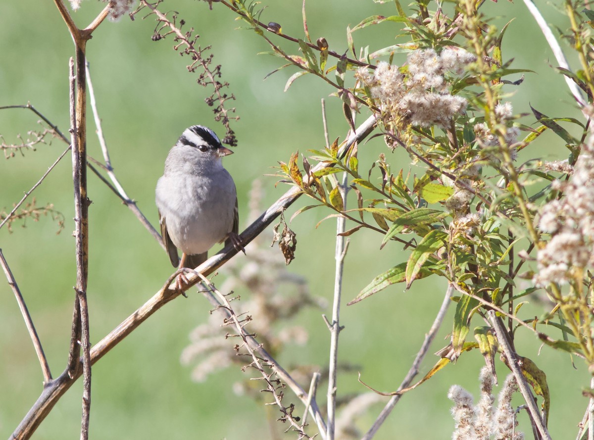 White-crowned Sparrow - ML74193321