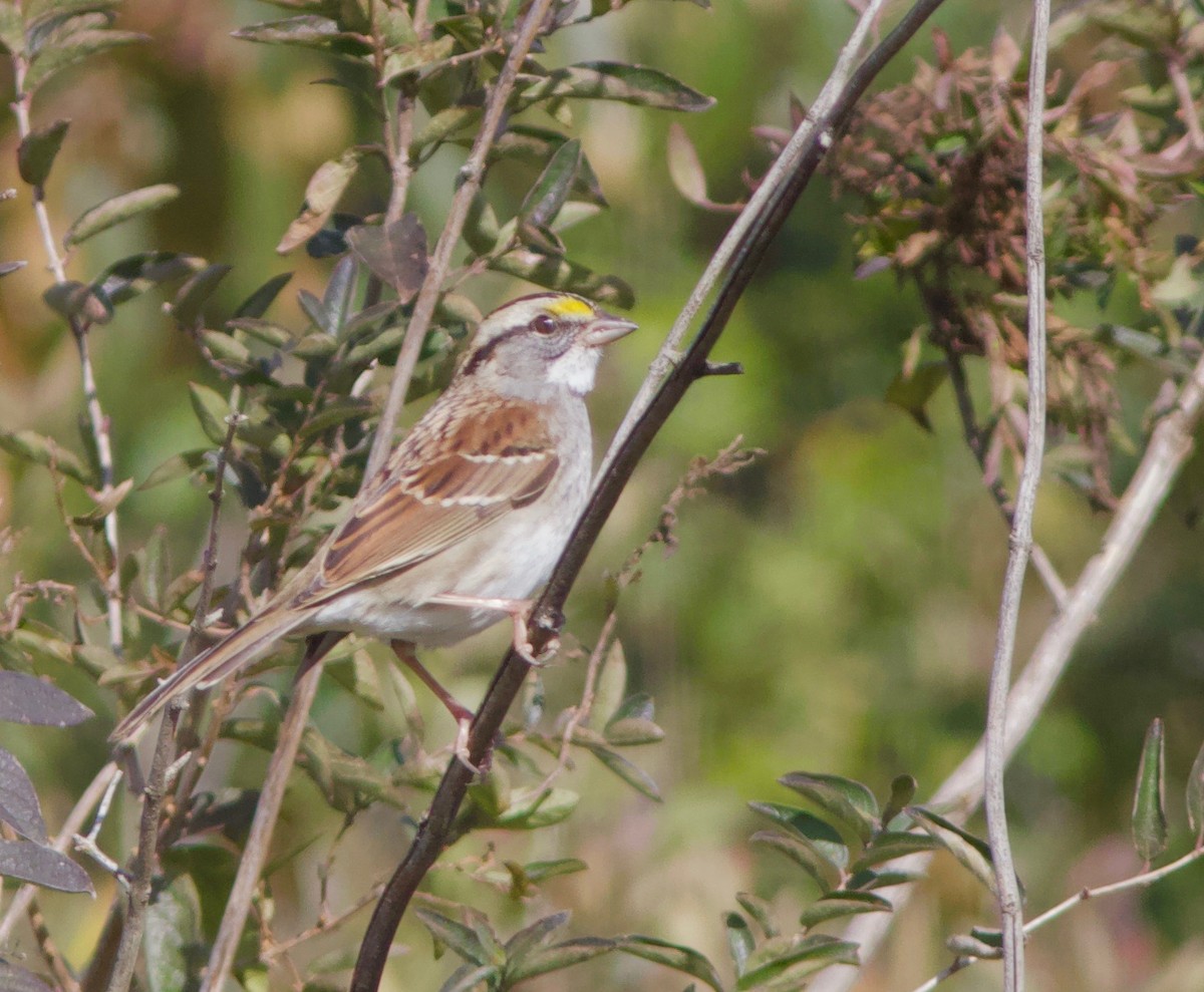 White-throated Sparrow - ML74193391