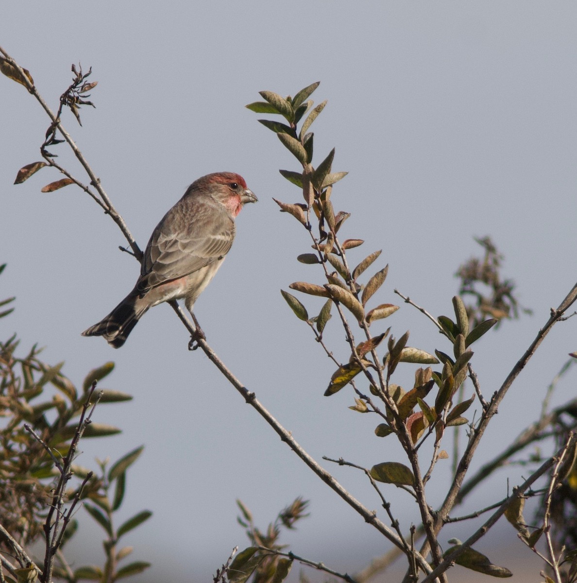 House Finch - ML74193401