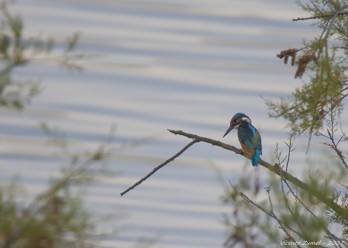 Common Kingfisher - ML74193641