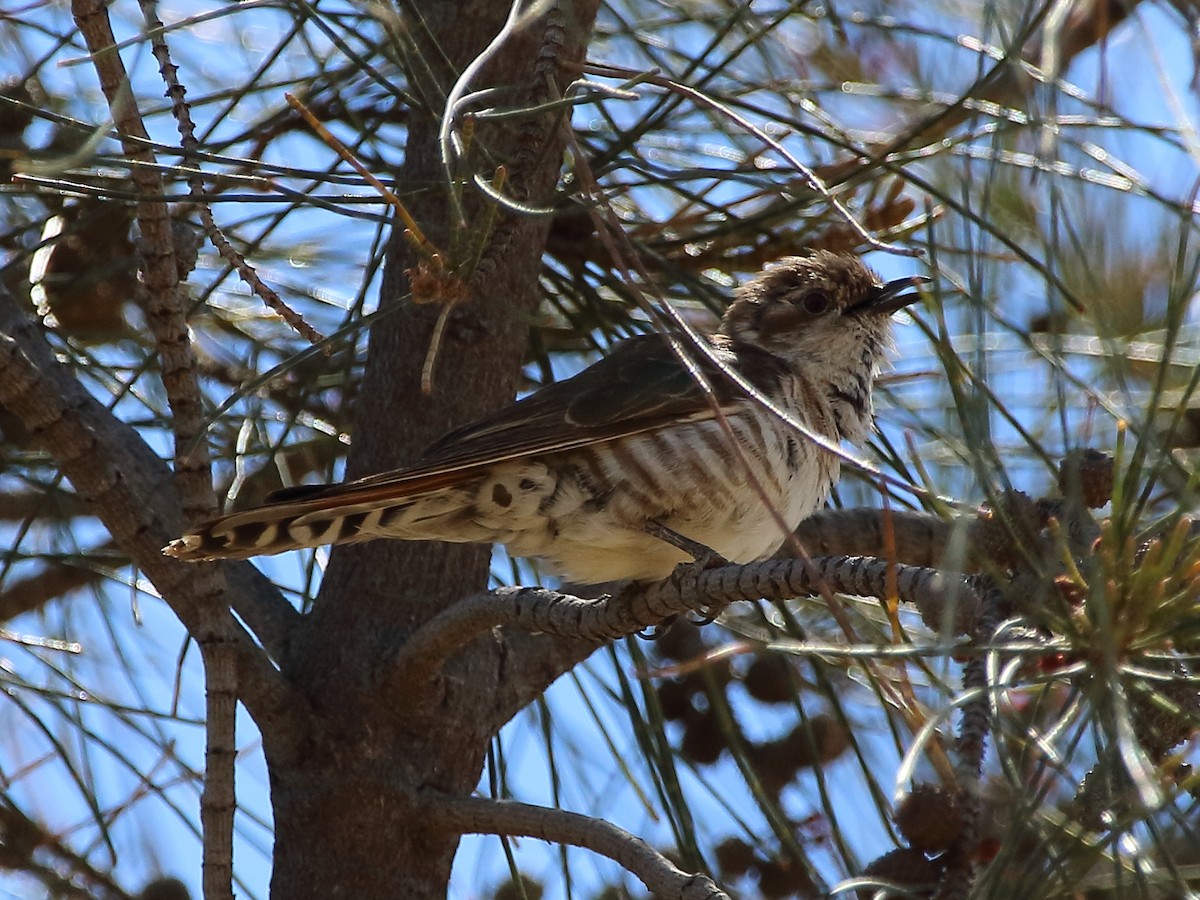 Horsfield's Bronze-Cuckoo - Scott Eaton