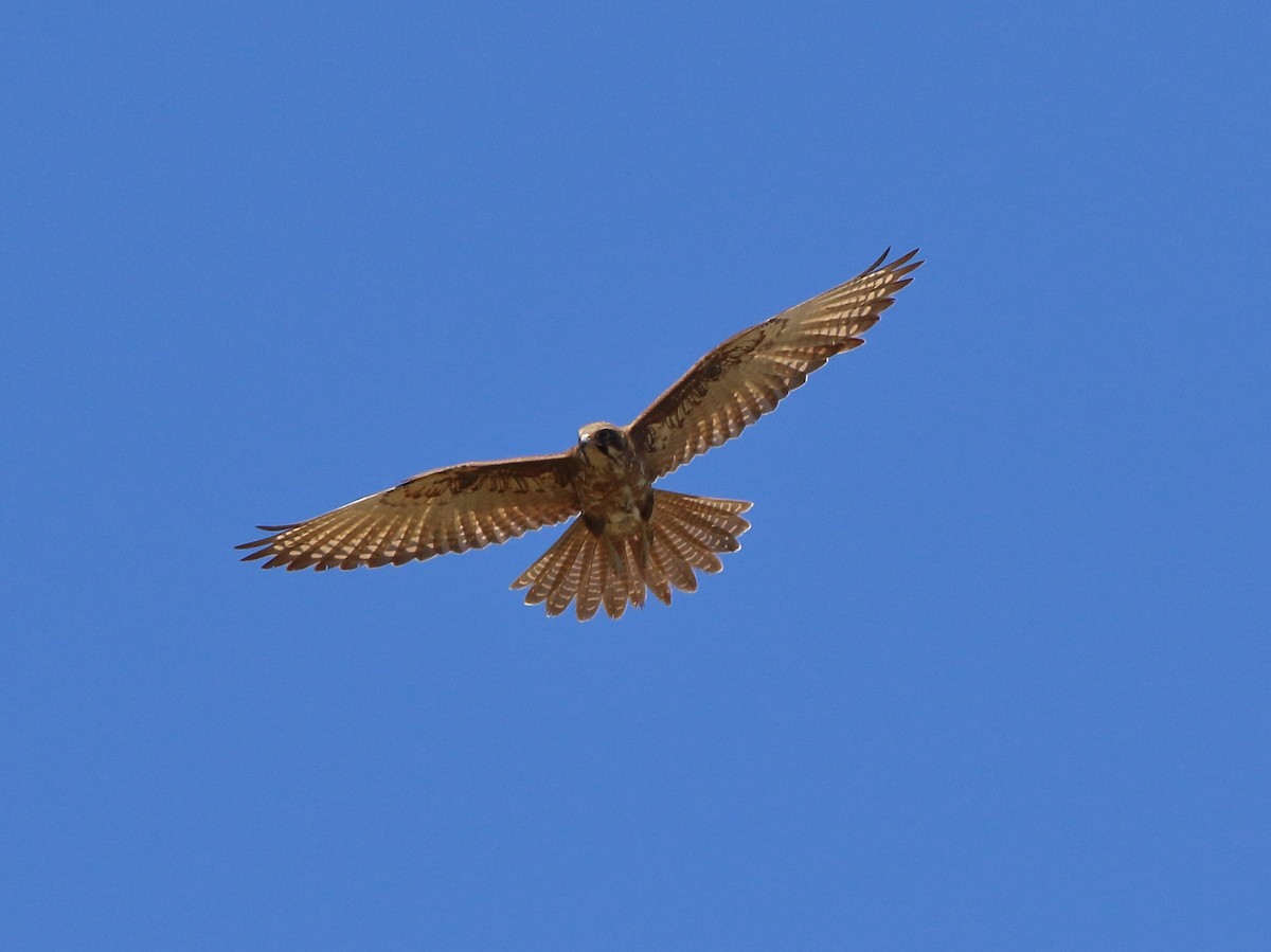 Brown Falcon - Scott Eaton