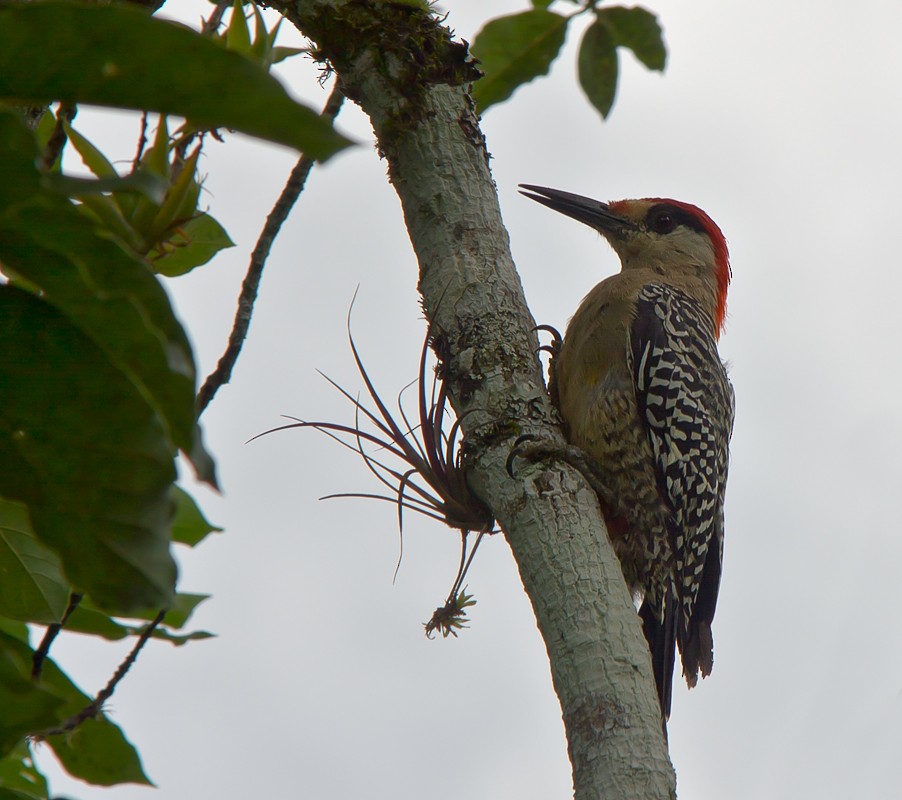 West Indian Woodpecker - Piet Grasmaijer