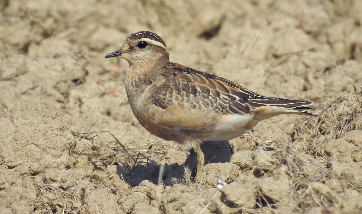 Eurasian Dotterel - Anonymous