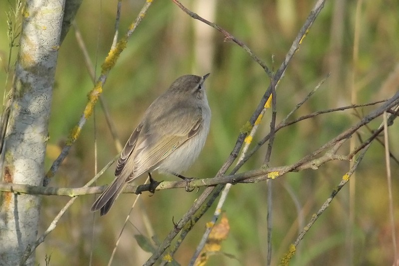 Mosquitero Común - ML74195211