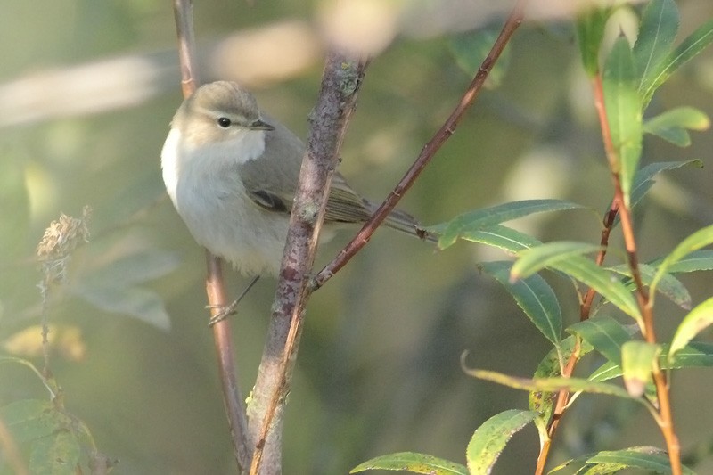 Mosquitero Común - ML74195221