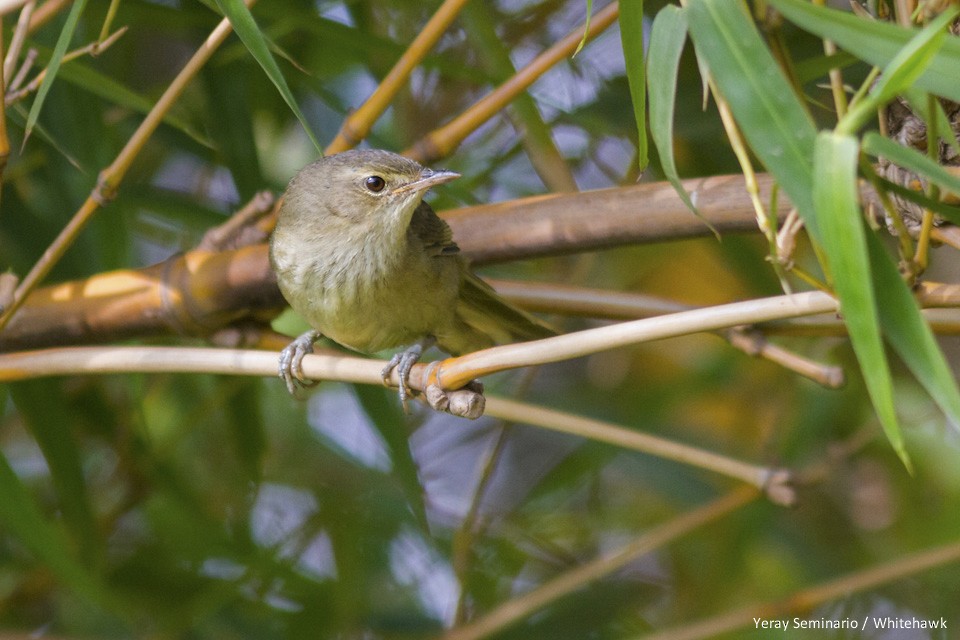 Malagasy Brush-Warbler (Malagasy) - ML74195431