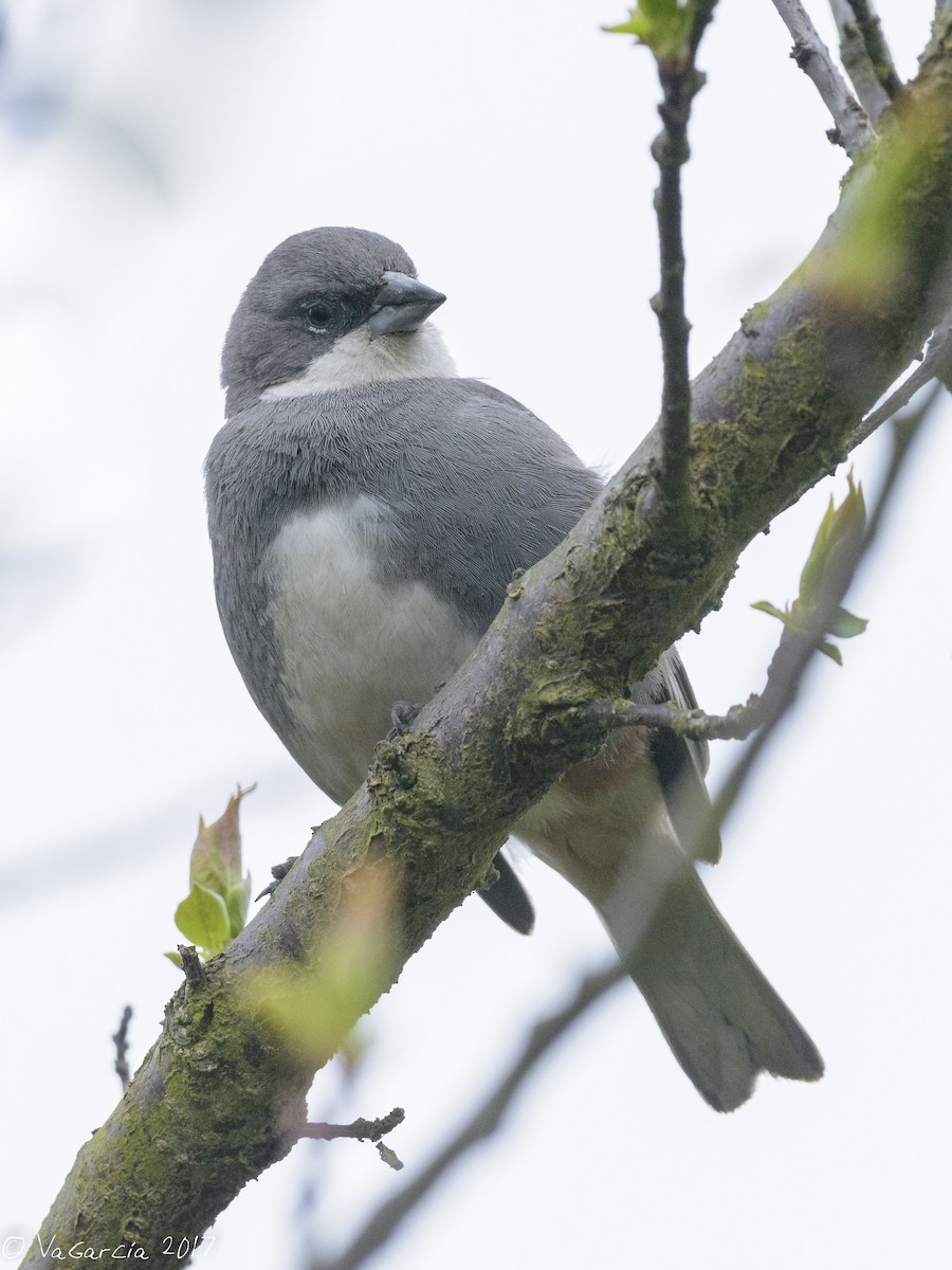 Diuca Finch - VERONICA ARAYA GARCIA