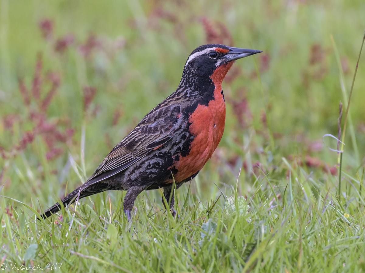 Long-tailed Meadowlark - ML74196961