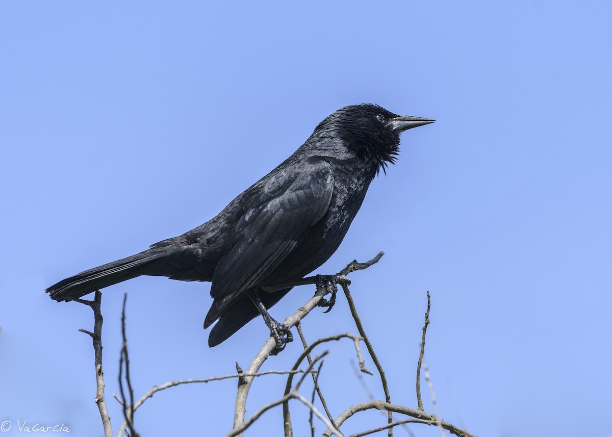 Austral Blackbird - VERONICA ARAYA GARCIA