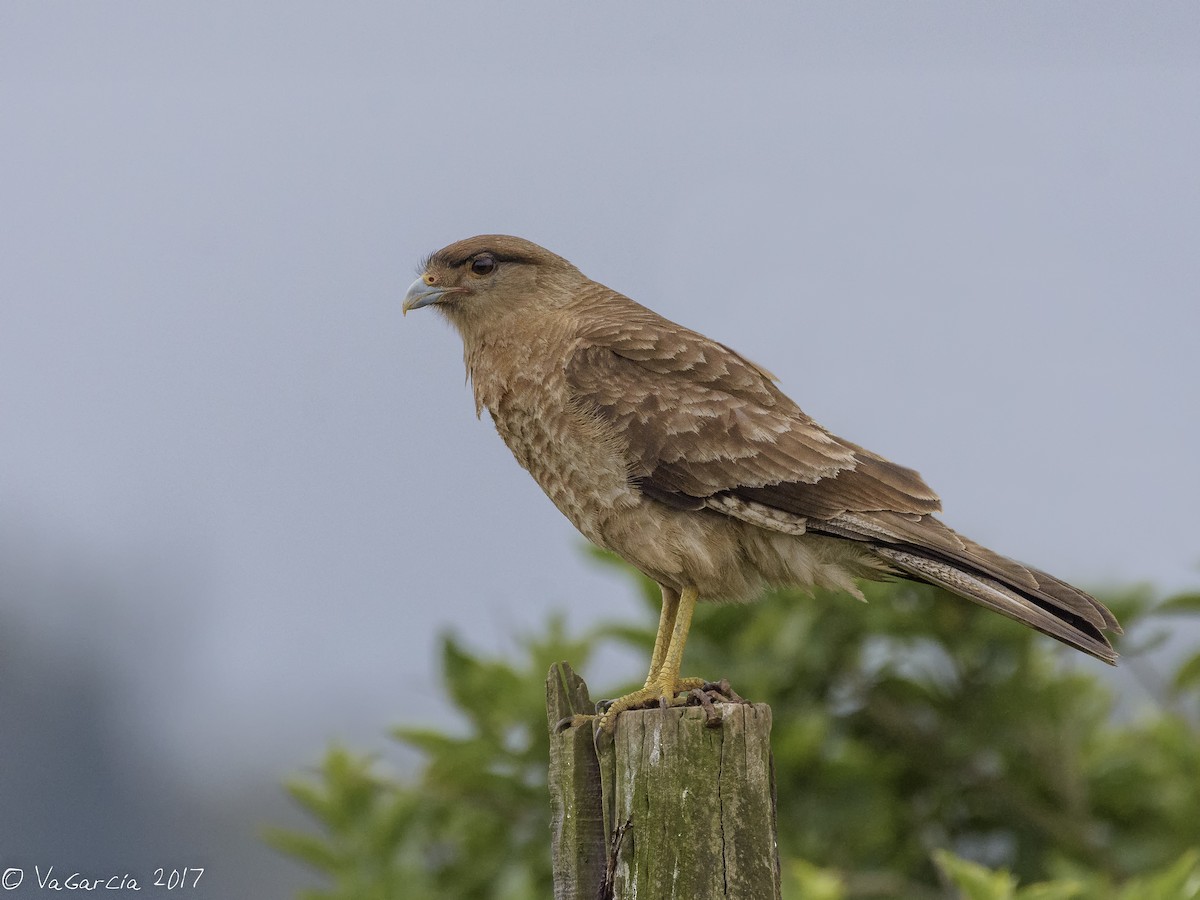 Chimango Caracara - VERONICA ARAYA GARCIA