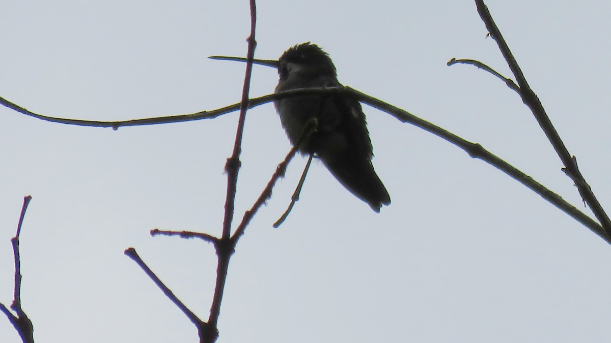 Long-billed/Plain-capped Starthroat - ML74200051