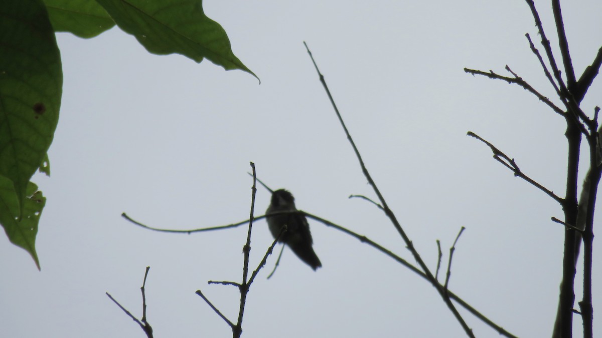 Colibrí Piquilargo/Pochotero - ML74200081