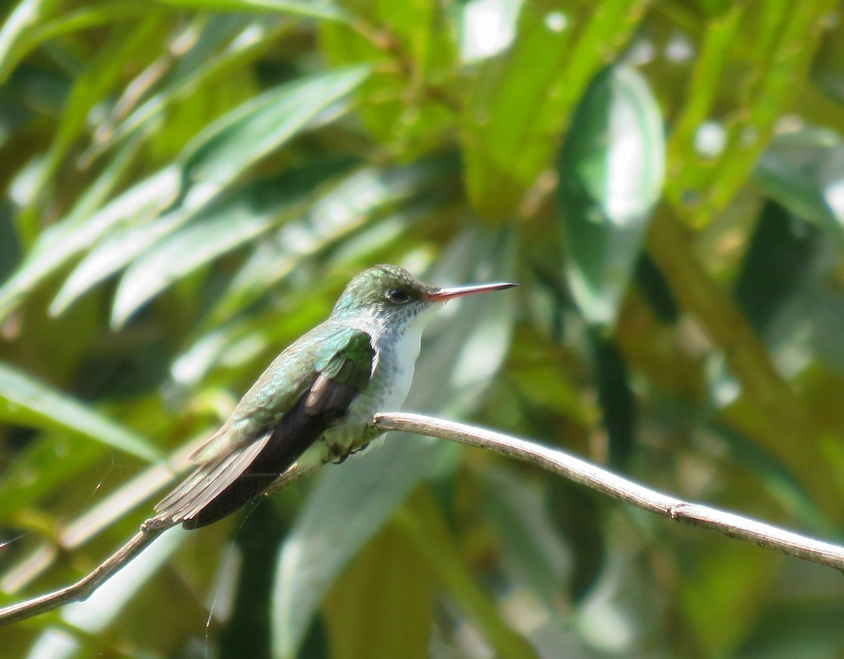 White-bellied Emerald - ML74200181