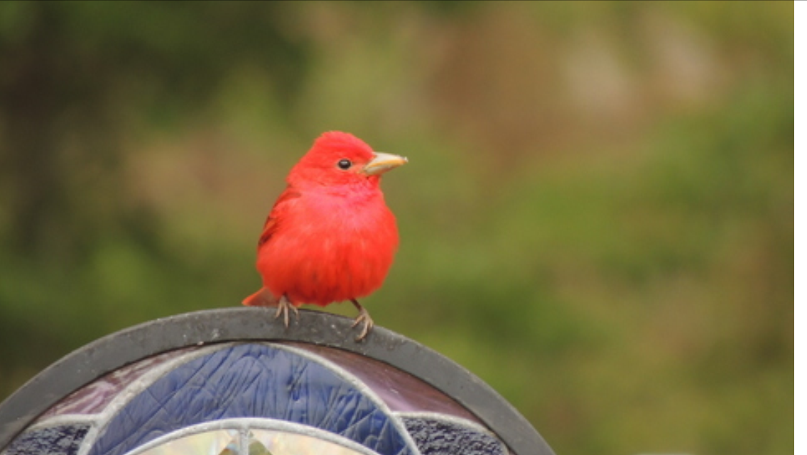 Summer Tanager - ML74200551