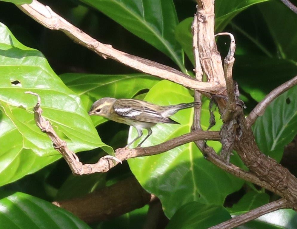 Blackburnian Warbler - Anthony Levesque