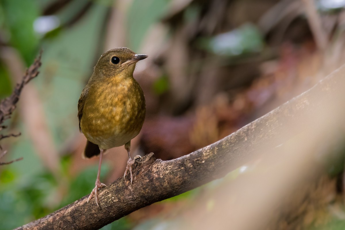 Indian Blue Robin - ML74201321