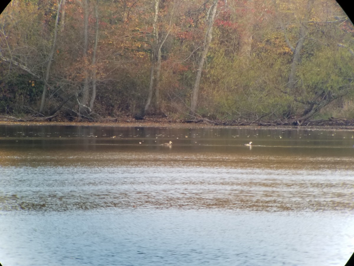 American Black Duck - ML74202011