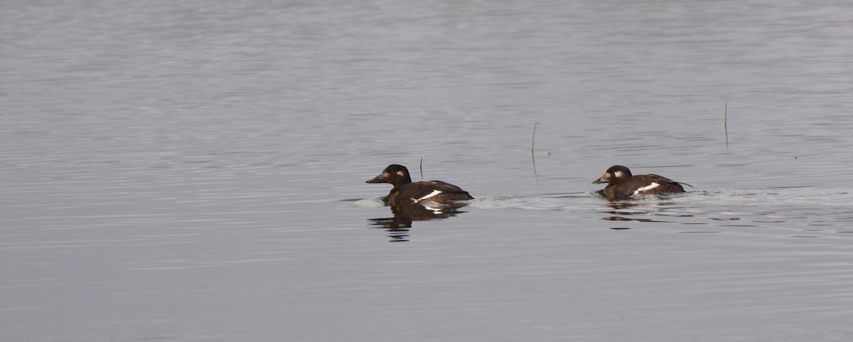 White-winged Scoter - ML74202381