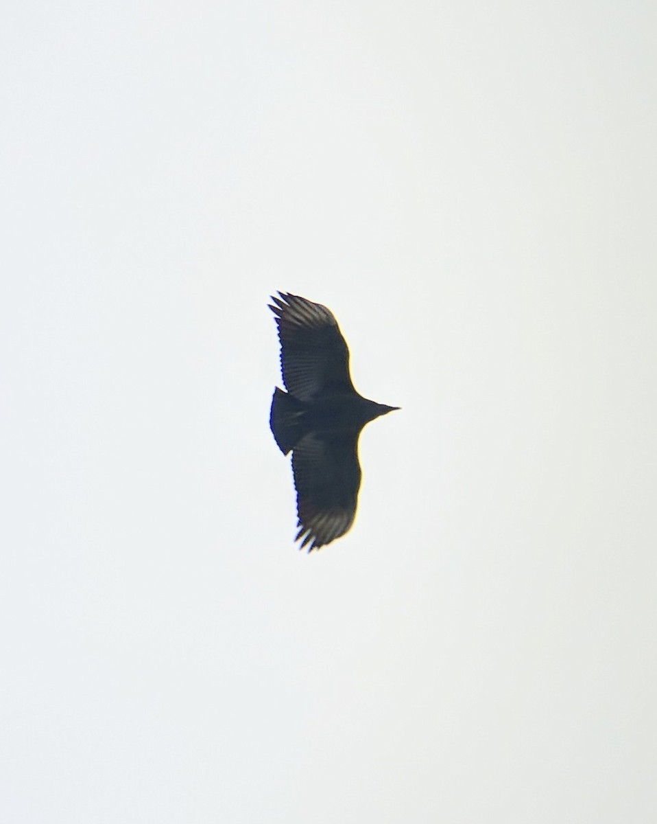 Black Vulture - ML74202461