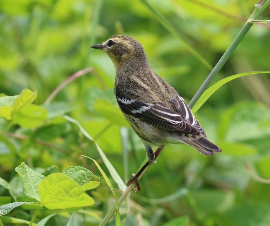 Blackburnian Warbler - Anthony Levesque