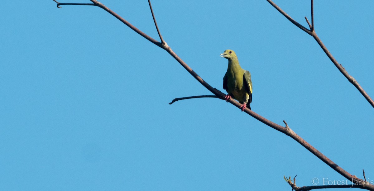 Pink-necked Green-Pigeon - ML74203221