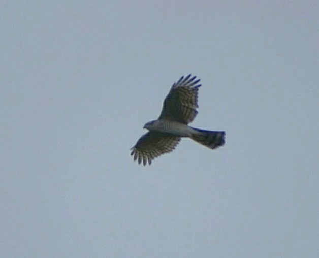 Eurasian Sparrowhawk - u7 Liao