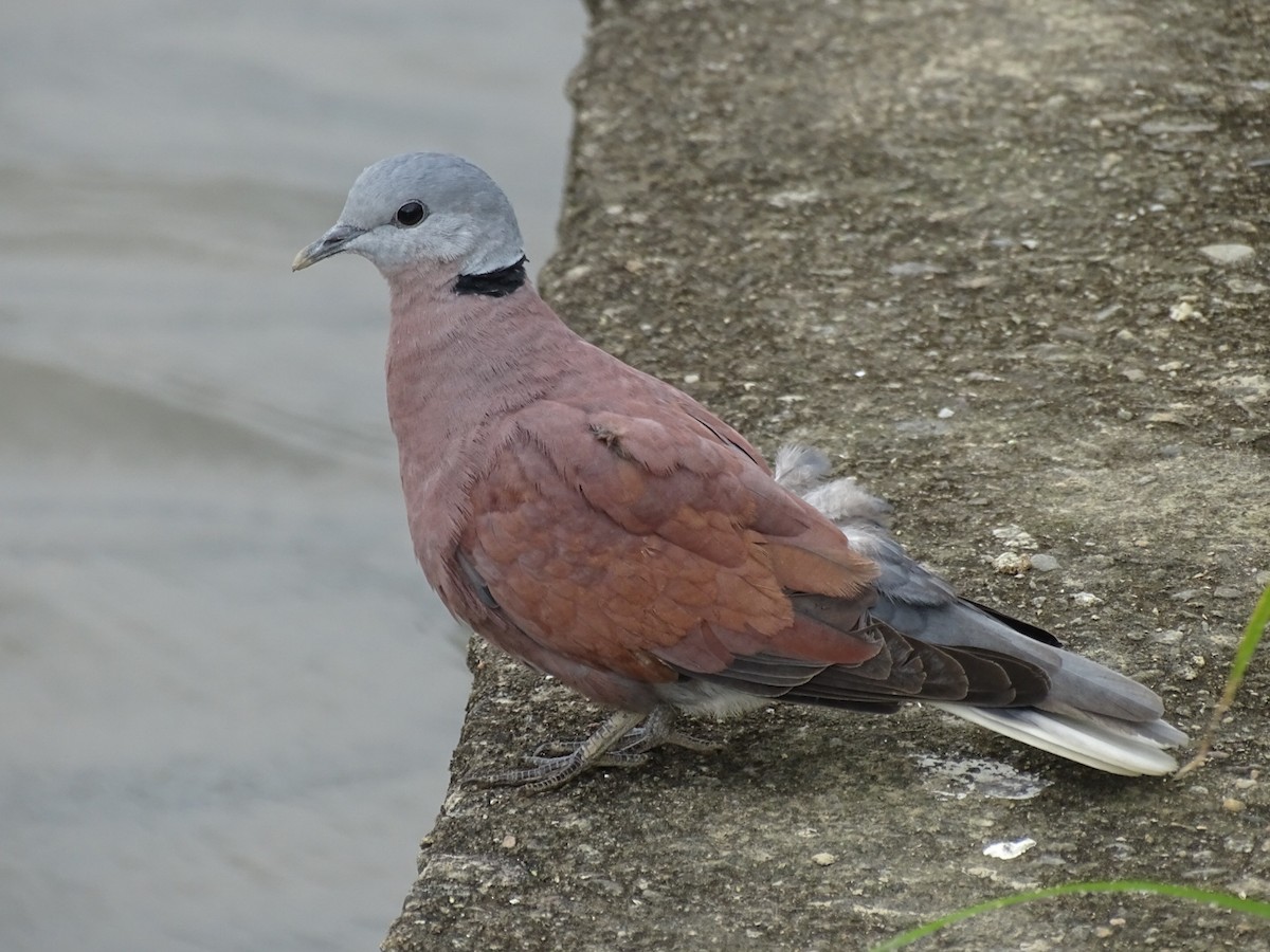 Red Collared-Dove - u7 Liao