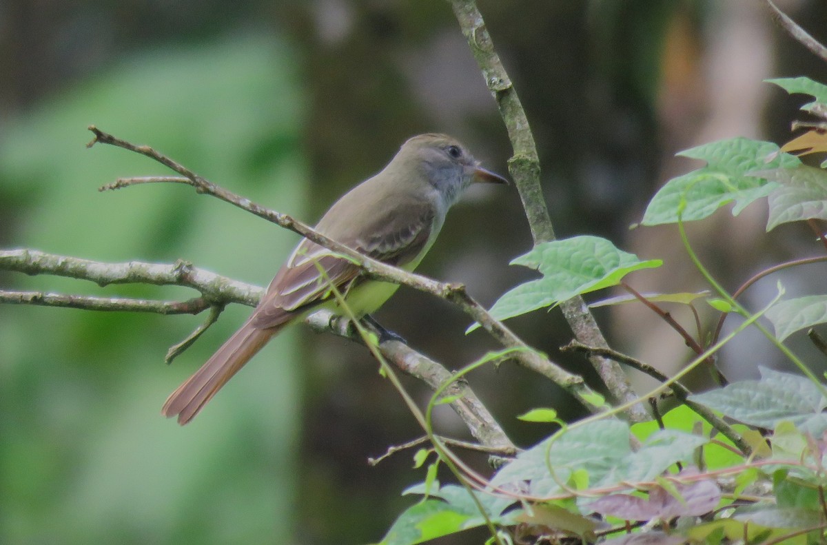 Great Crested Flycatcher - ML74203901