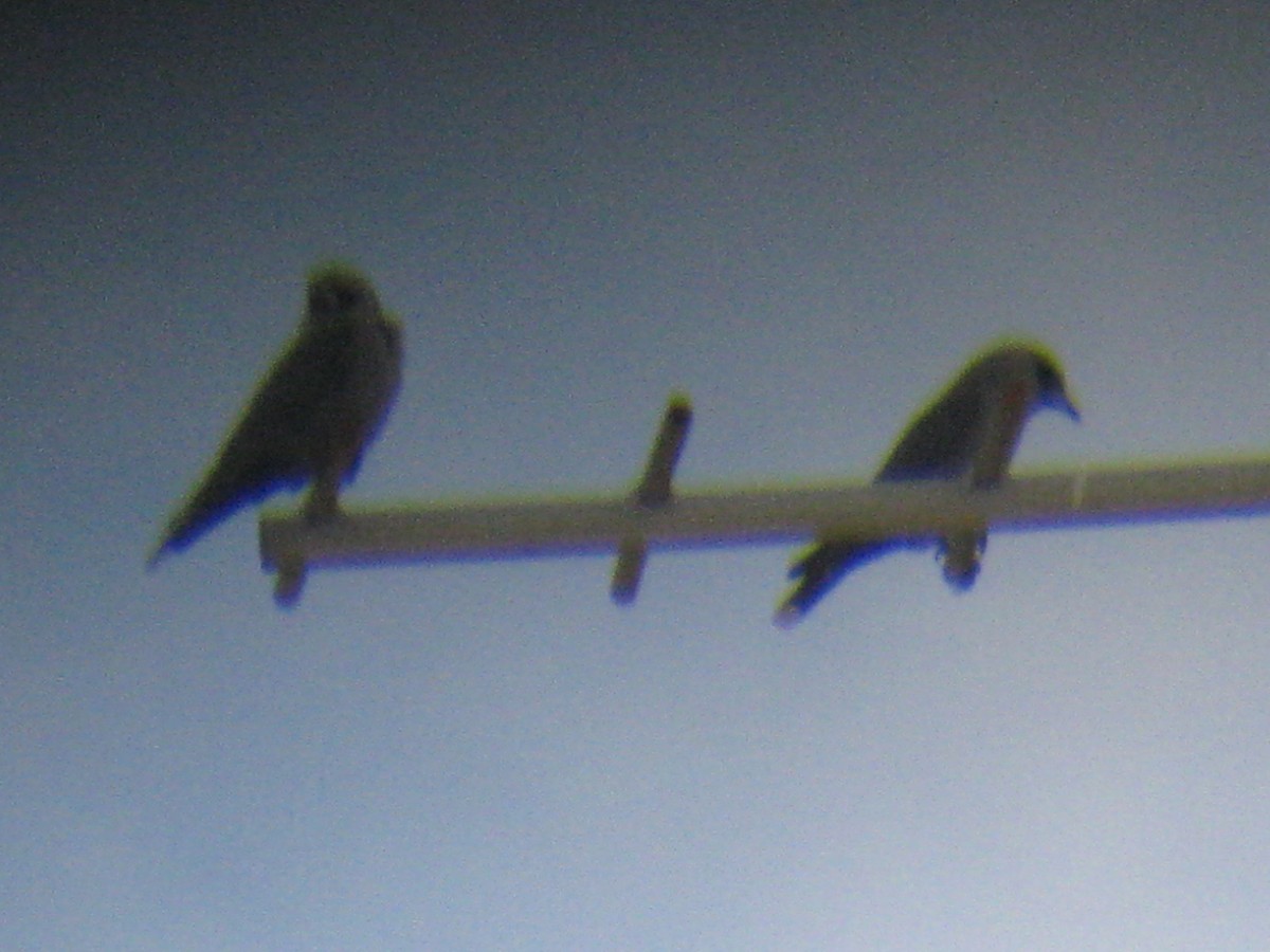 Black-faced Woodswallow - ML74205141