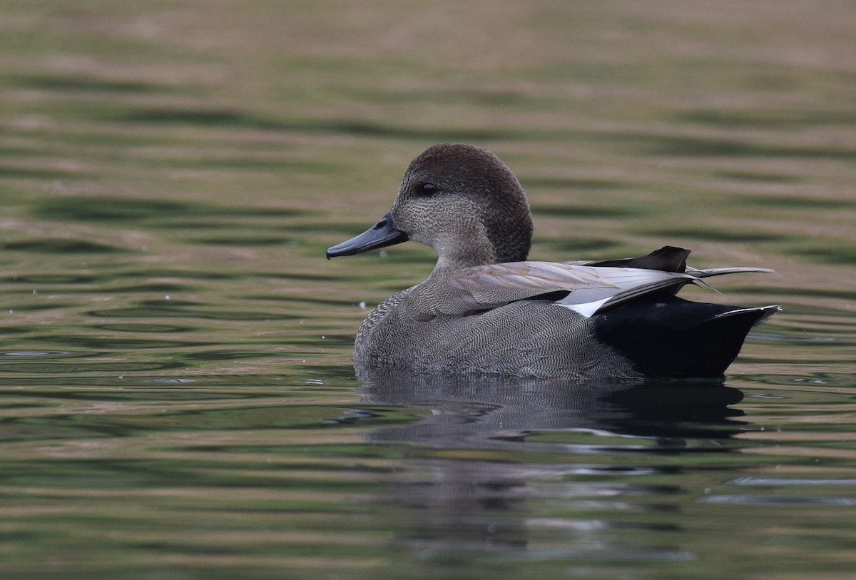 Gadwall - Andy Reago &  Chrissy McClarren