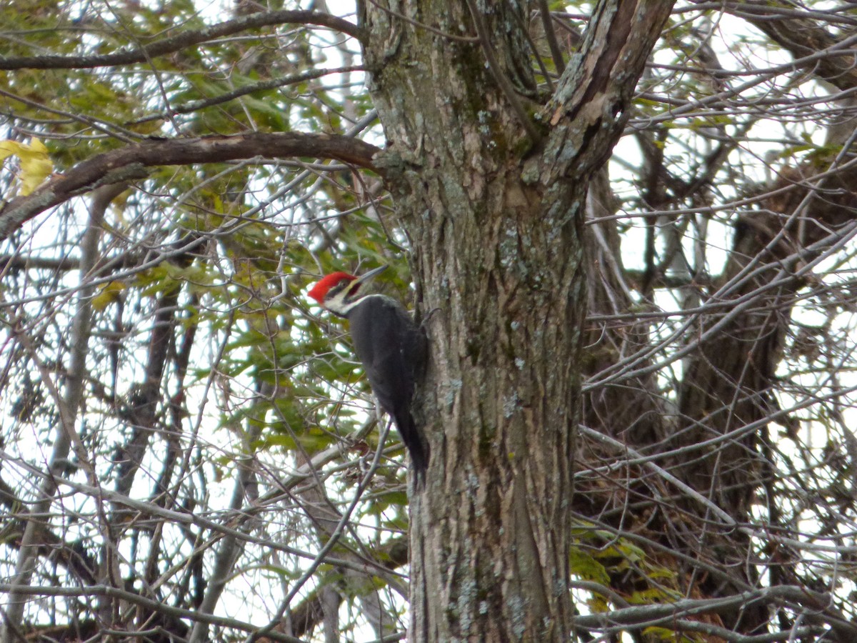 Pileated Woodpecker - ML74206111