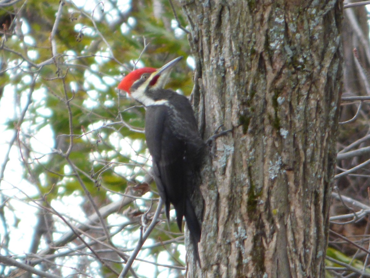 Pileated Woodpecker - ML74206151