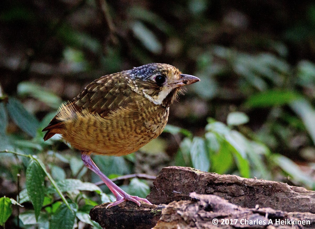 Variegated Antpitta - ML74206441