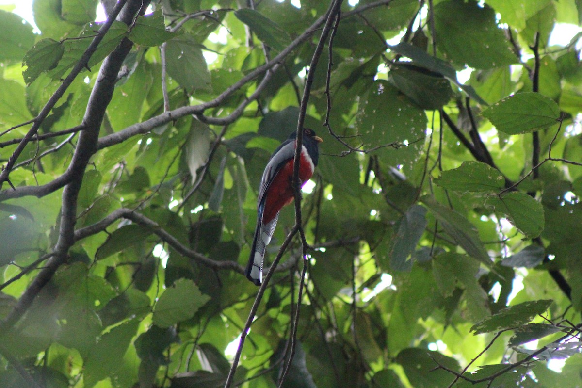 Elegant Trogon - ML74206691