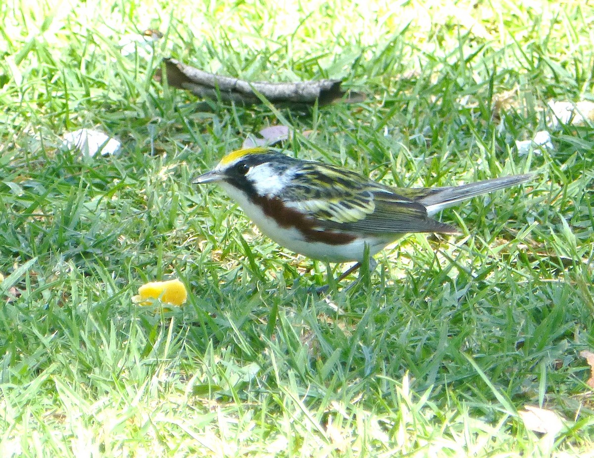 Chestnut-sided Warbler - ML74206831