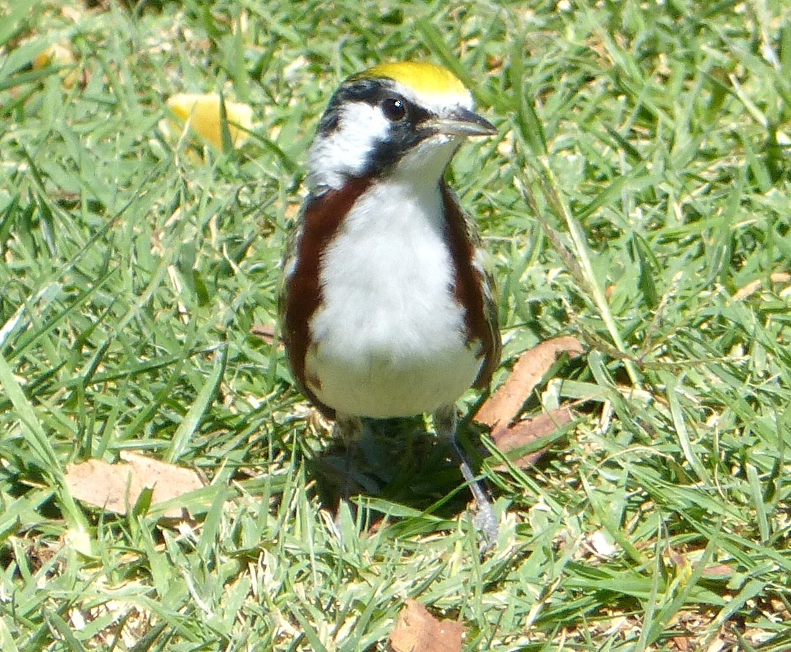 Chestnut-sided Warbler - ML74206861