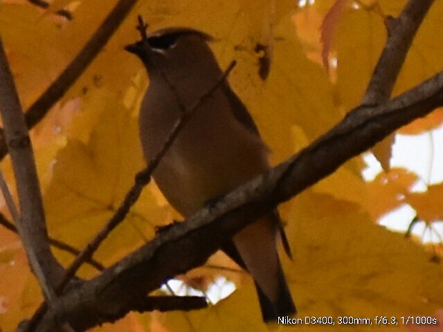 Cedar Waxwing - ML74207401