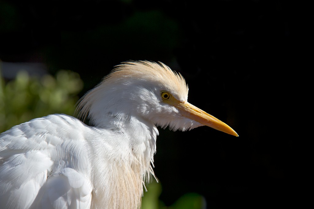 Чапля єгипетська (підвид ibis) - ML74207921