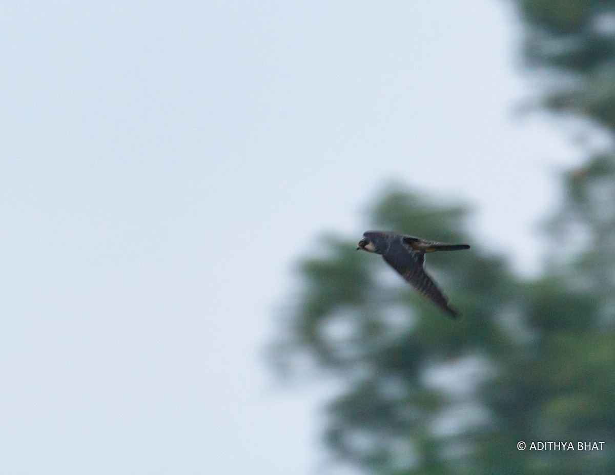 Eurasian Hobby - ML74209041